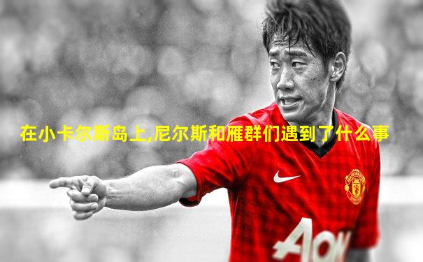 在小卡尔斯岛上,尼尔斯和雁群们遇到了什么事